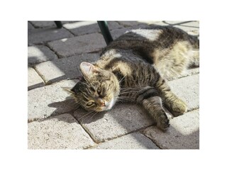 Katze Susi