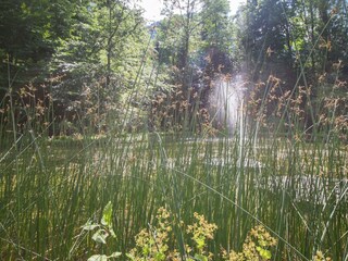 Teich im Schlosspark