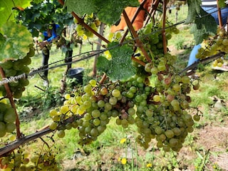 Beginn der Weinlese
