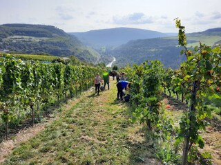 Weinberg in Steilhanglage mit Blick auf die Nahe