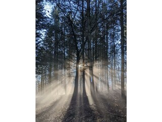 Rotenfelsplatou , mystisch bei Nebel