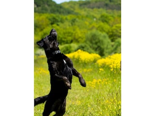 Hund auf Wiese