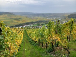 Herbst an der Mosel