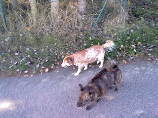 FeWo Familienhund "die jacky" und "+Trixie"