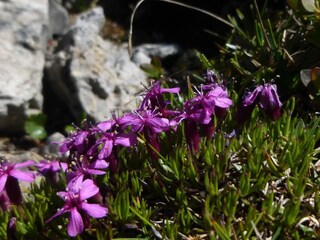 Blumenpracht