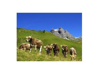 Im Hintergrund der Widderstein