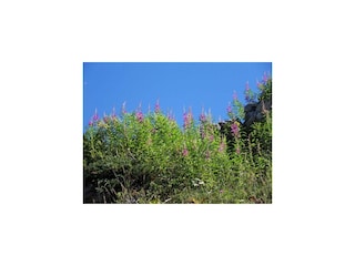Sommerblumen