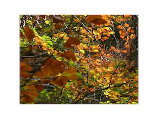 Alpenblick- Herbst