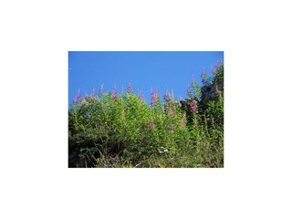 Sommerblumen
