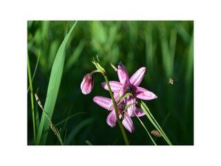Blume