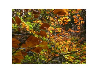 Alpenblick- Herbst
