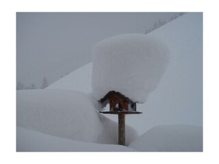 Alpenblick-Vogelhaus