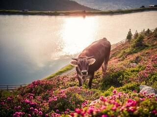 Alpenrosenzeit mit Tiroler Grauvieh