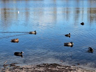 Enten und Blässhühner