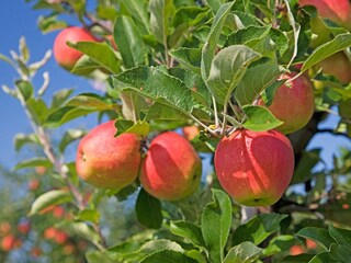 Ferienhaus Wasserburg am Bodensee Umgebung 33
