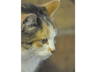 und schaut übern Zaun die Katz