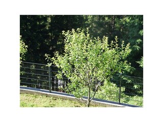 Blick Balkon in Garten
