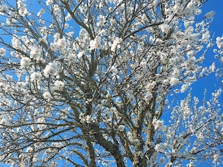 Chalet Sa Rapita Umgebung 24