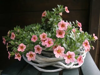 Ferienpark Ootmarsum Außenaufnahme 7