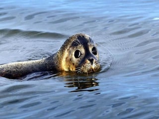 Ferienhaus Tzummarum Umgebung 32