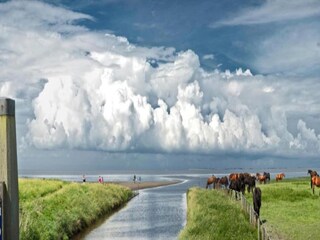 Vakantiehuis Tzummarum Omgeving 14