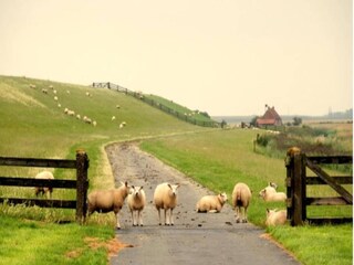Maison de vacances Tzummarum Environnement 29