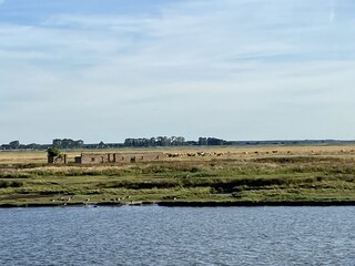 Ferienhaus Zingst Umgebung 29