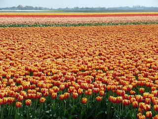 Bungalow Julianadorp Omgeving 15