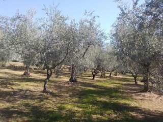 Cottage Montecarlo Umgebung 36