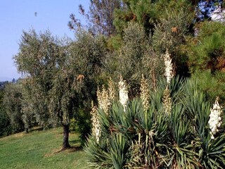 Cottage Uzzano Umgebung 37