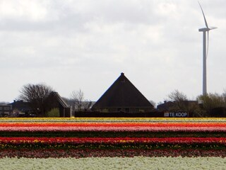 Appartamento per vacanze Petten Ambiente 16