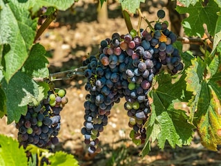 Ferienhaus Lacanau  40