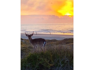 Appartamento per vacanze Norderney Ambiente 15