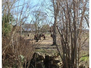 Bungalow Nienhagen Environment 24