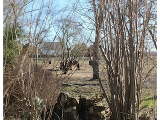 Bungalow Nienhagen Umgebung 37