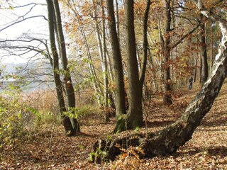 Maison de vacances Schwerin in Brandenburg Environnement 32