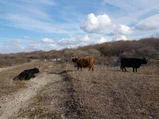 Apartment Scheveningen Environment 27
