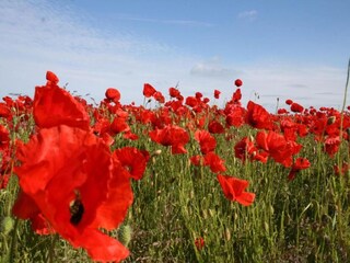 Barco casa Ribnitz-Damgarten Entorno 32