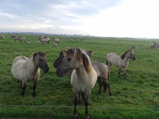 Casa per le vacanze Oostmahorn  19