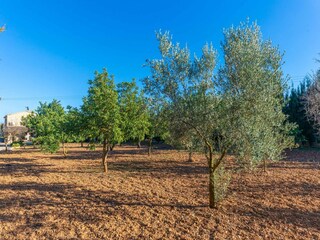 Villa Lloseta Outdoor Recording 47