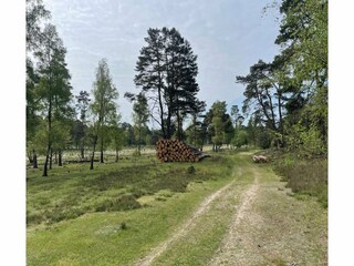 Appartement Schneverdingen Omgeving 17