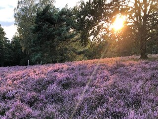 Apartment Schneverdingen Environment 27