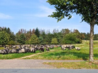 Appartamento Schneverdingen  26