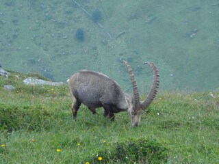 Steinbock am Niederhorn