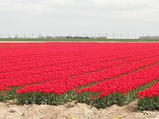 Casa per le vacanze Ouddorp Documento 46