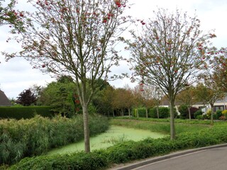 Casa per le vacanze Ouddorp Ambiente 19