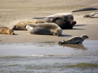 Casa per le vacanze Ballum Ambiente 31