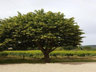 Casa per le vacanze Saint-Marcellin-lès-Vaison Ambiente 31