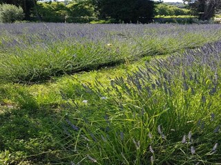 Casa de vacaciones Saint-Marcellin-lès-Vaison Entorno 33