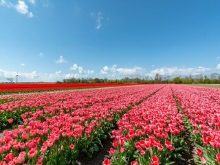 Vakantiehuis Sint Maartenszee Omgeving 25